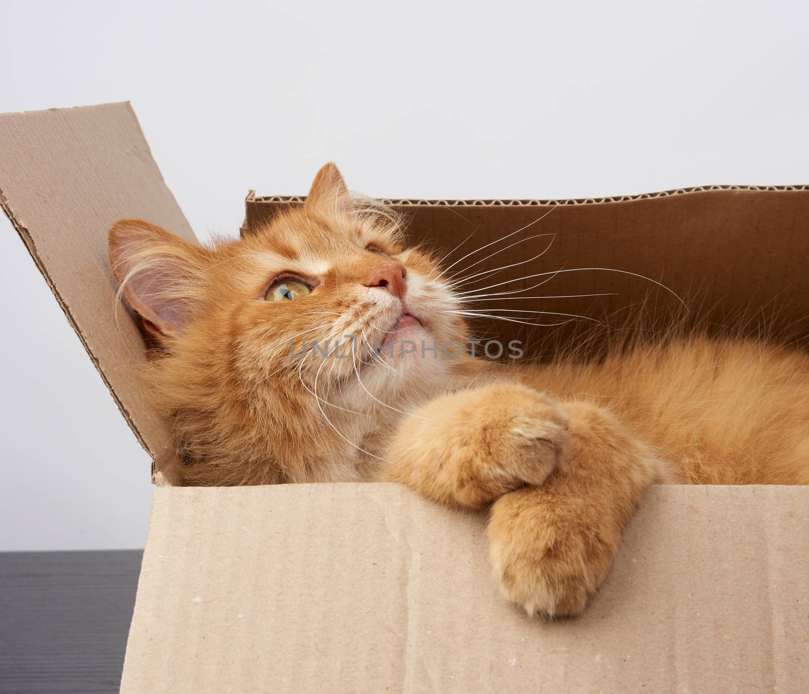 adult ginger cat resting in a brown cardboard box, looking to the side