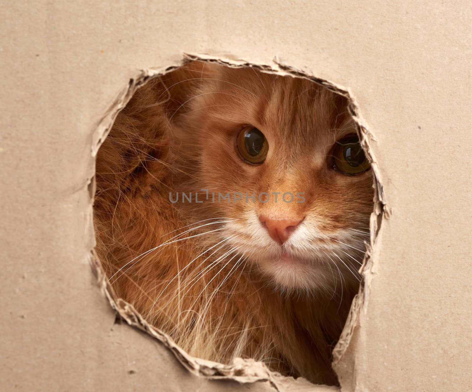 red adult cat peeps through a hole in a sheet of brown cardboard, curious face