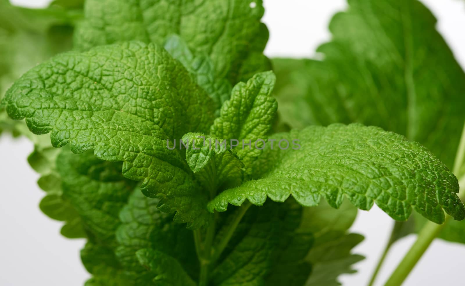 mint branches with green stems and leaves isolated on a white background, fresh and aromatic spice, selective focus