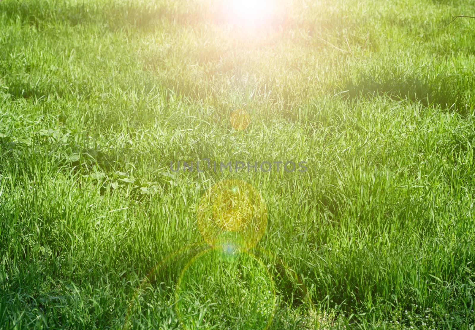 growing tall green grass,  spring day, top view