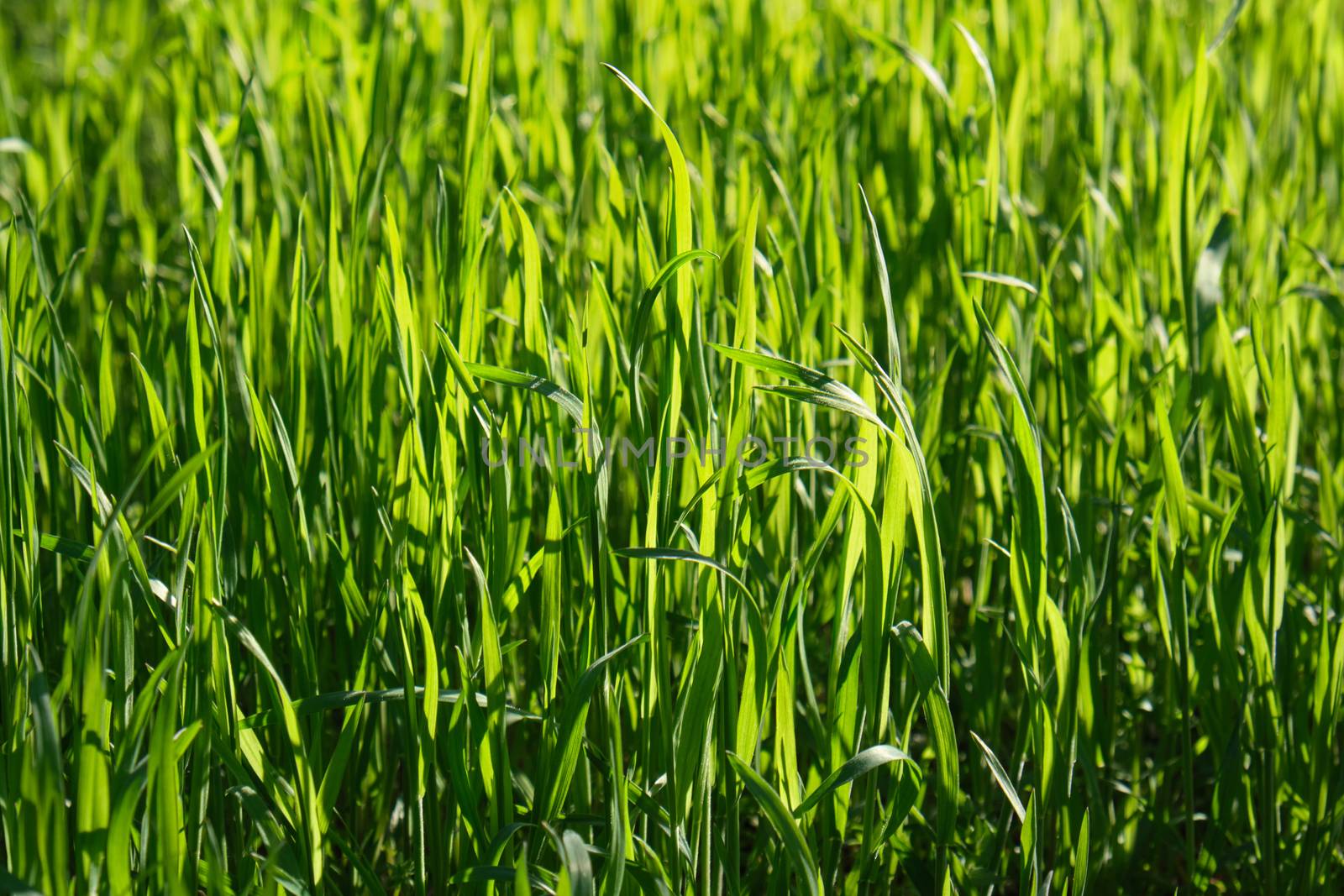 tall green growing grass in the park on a summer spring day, shooting from below, close up