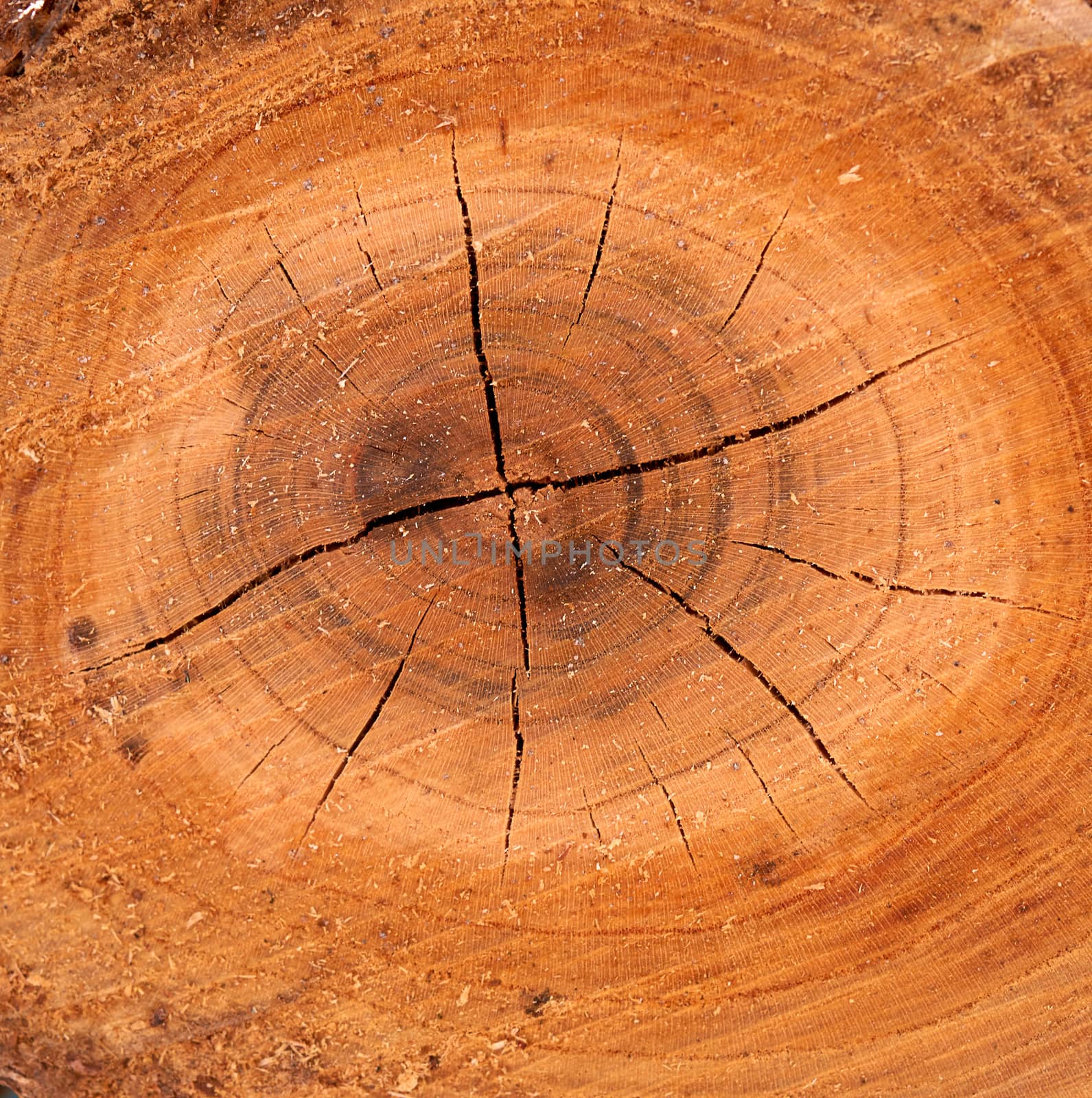 fresh brown cut apricot tree, close up