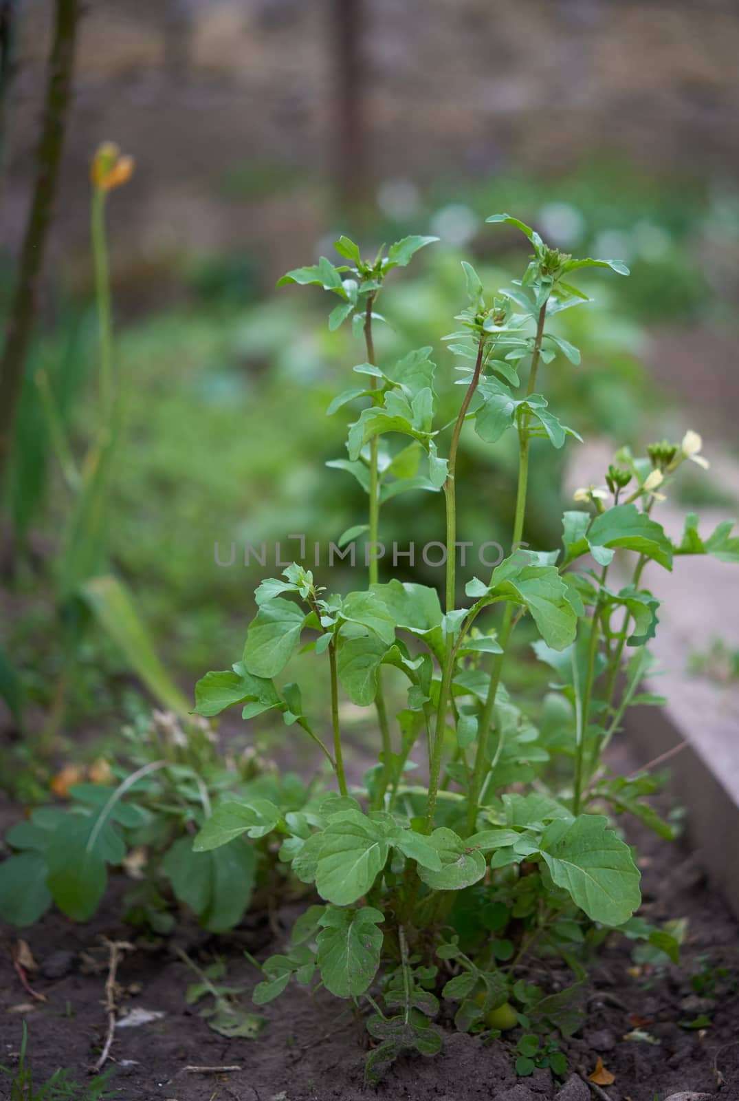 growing arugula bush with green leaves and white flowers in the garden, close up