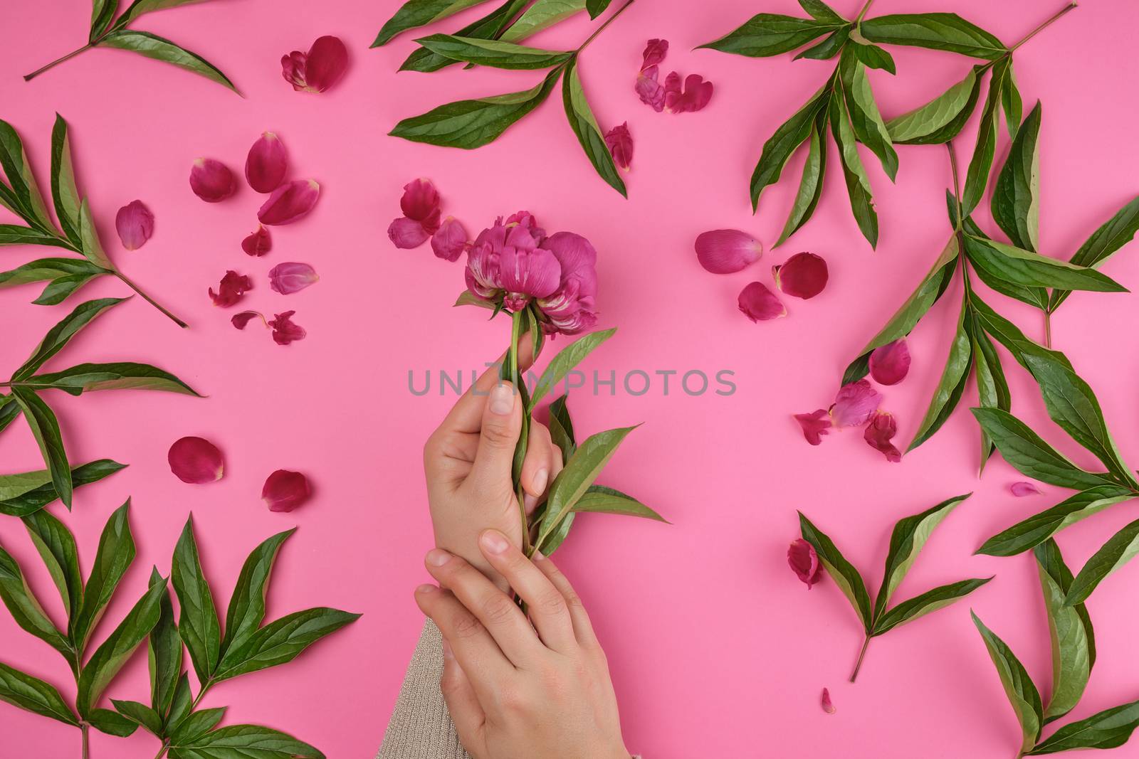 two hands of a young girl with smooth skin and a  red peony on a pink background, top view, flat lay