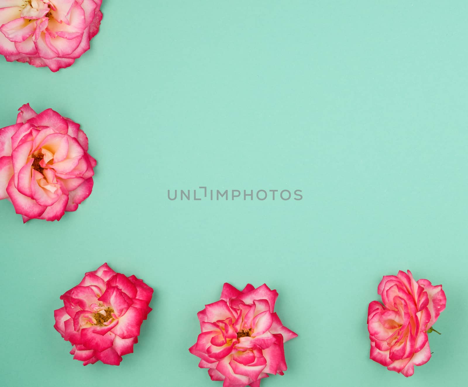 blooming buds of pink roses on a green background, copy space, flat lay, holiday background 