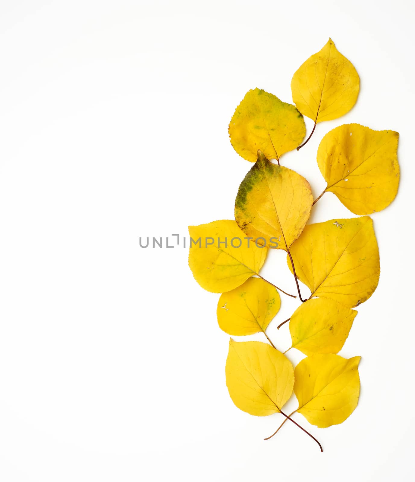 many yellowed dry apricot leaves, white background, autumn backd by ndanko