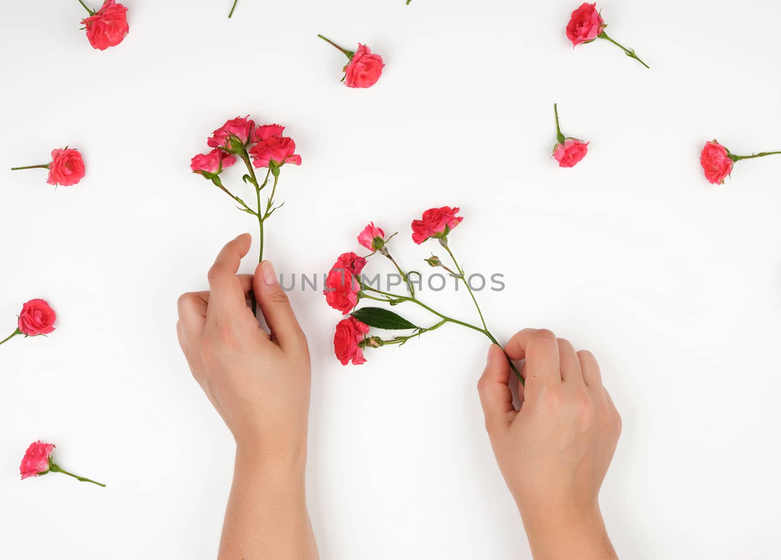 two female hands with smooth skin, white background with pink rosebuds, fashionable skin care concept