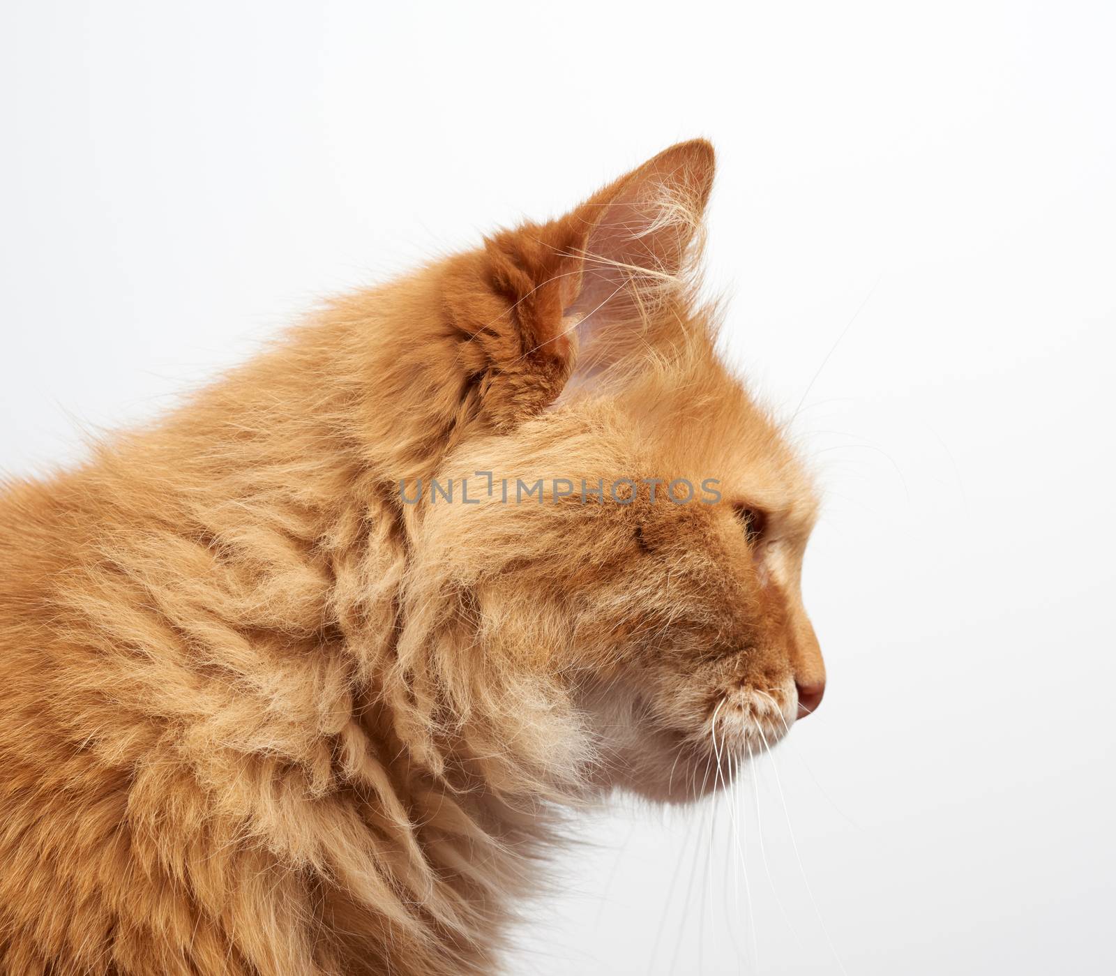 profile of an adult ginger fluffy cat with a large mustache on a white background, close up