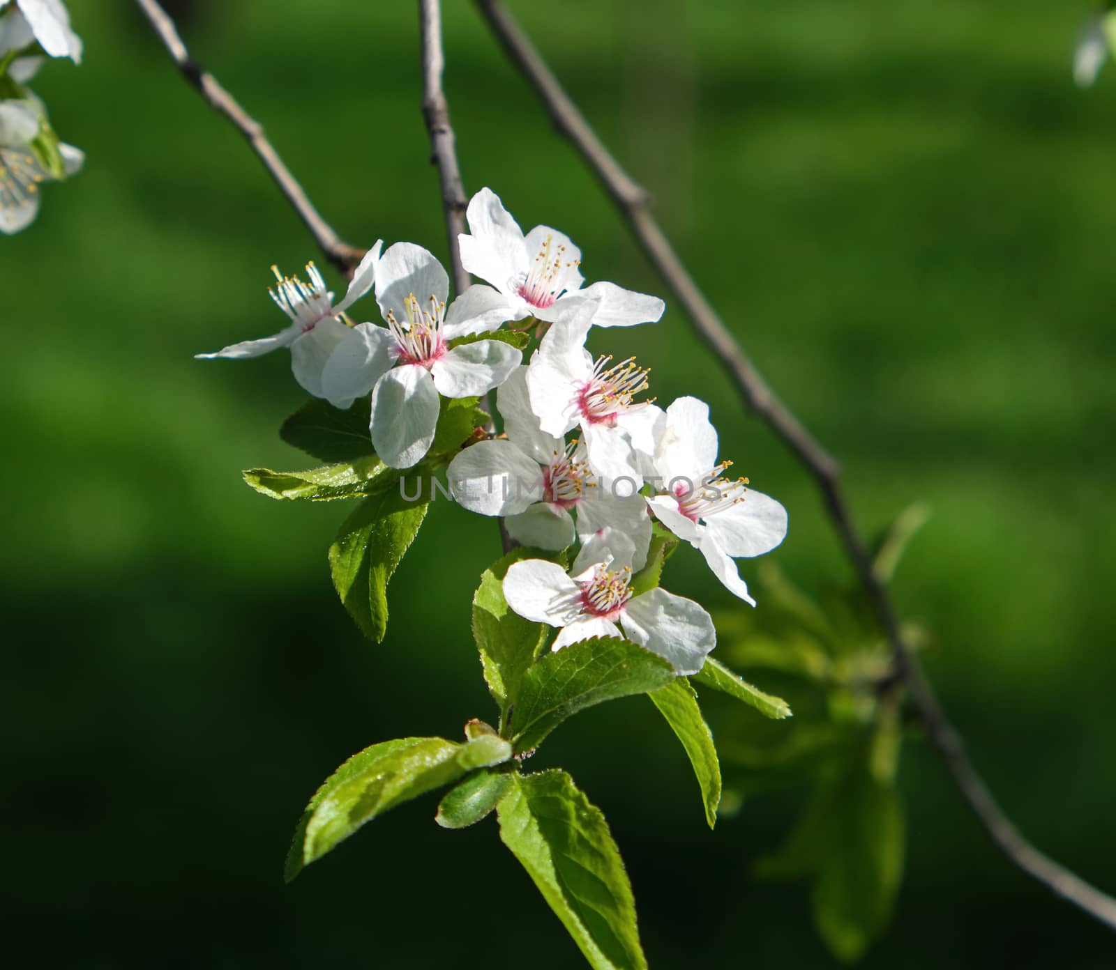 apple tree branch with white flowers and green leaves, green blurred background