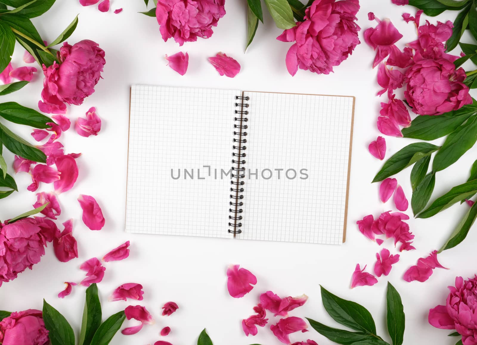 open blank notebook with white sheets and blooming red peonies with green leaves, top view, white background