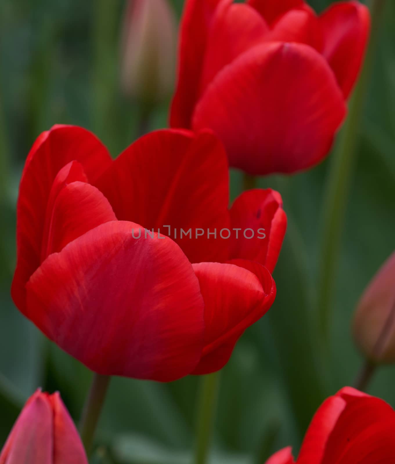 field of red blossoming tulips on a sunny day, close up