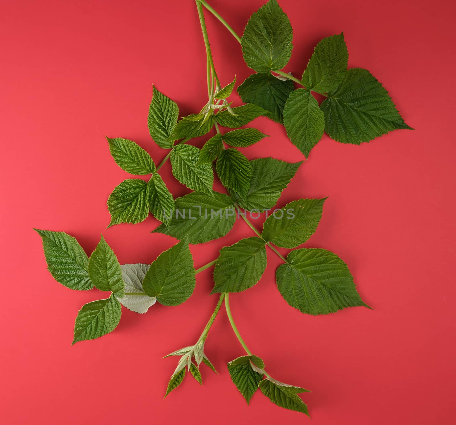 fresh green leaves of raspberry on a red background, top view