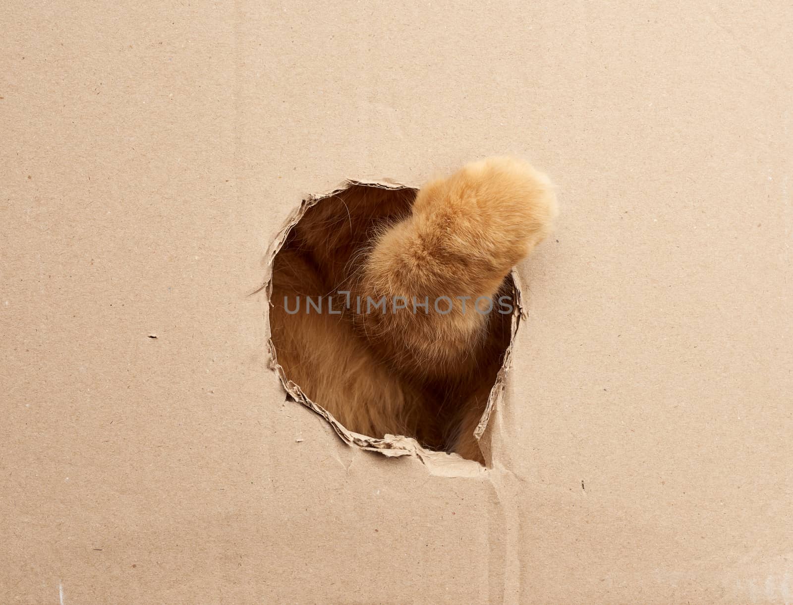 red adult cat put his paw into a round hole in a brown cardboard box, cute playful animal