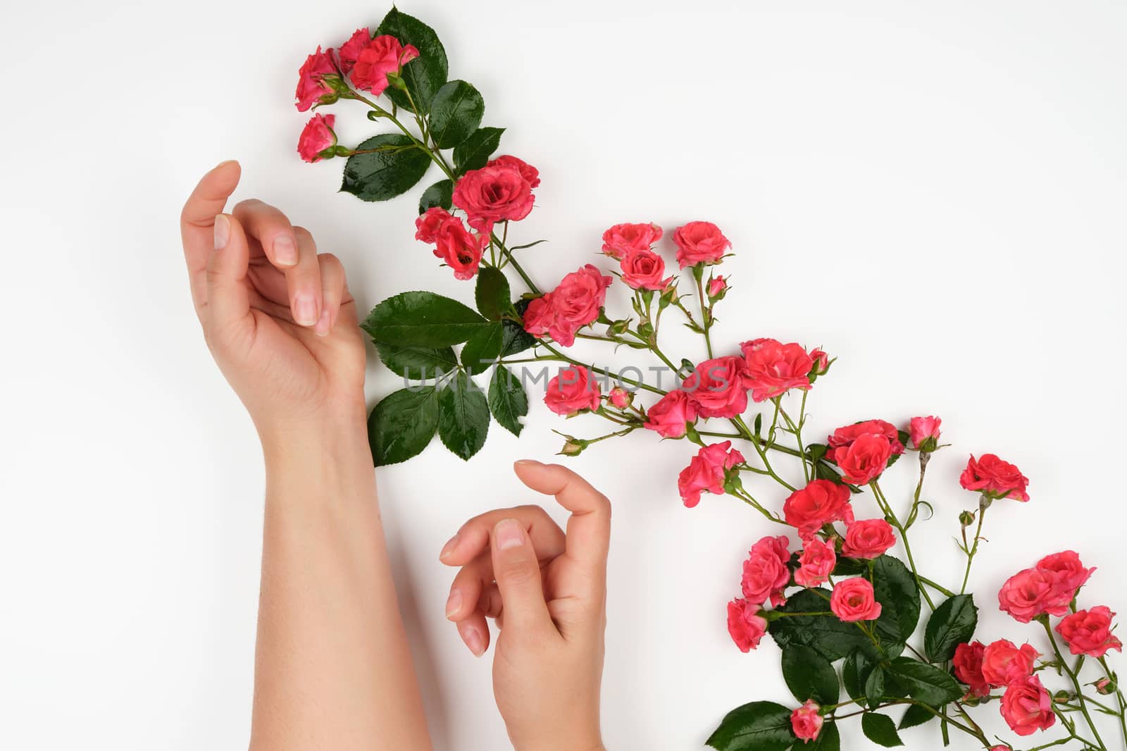 two female hands with smooth skin, white background with pink rosebuds, fashionable skin care concept