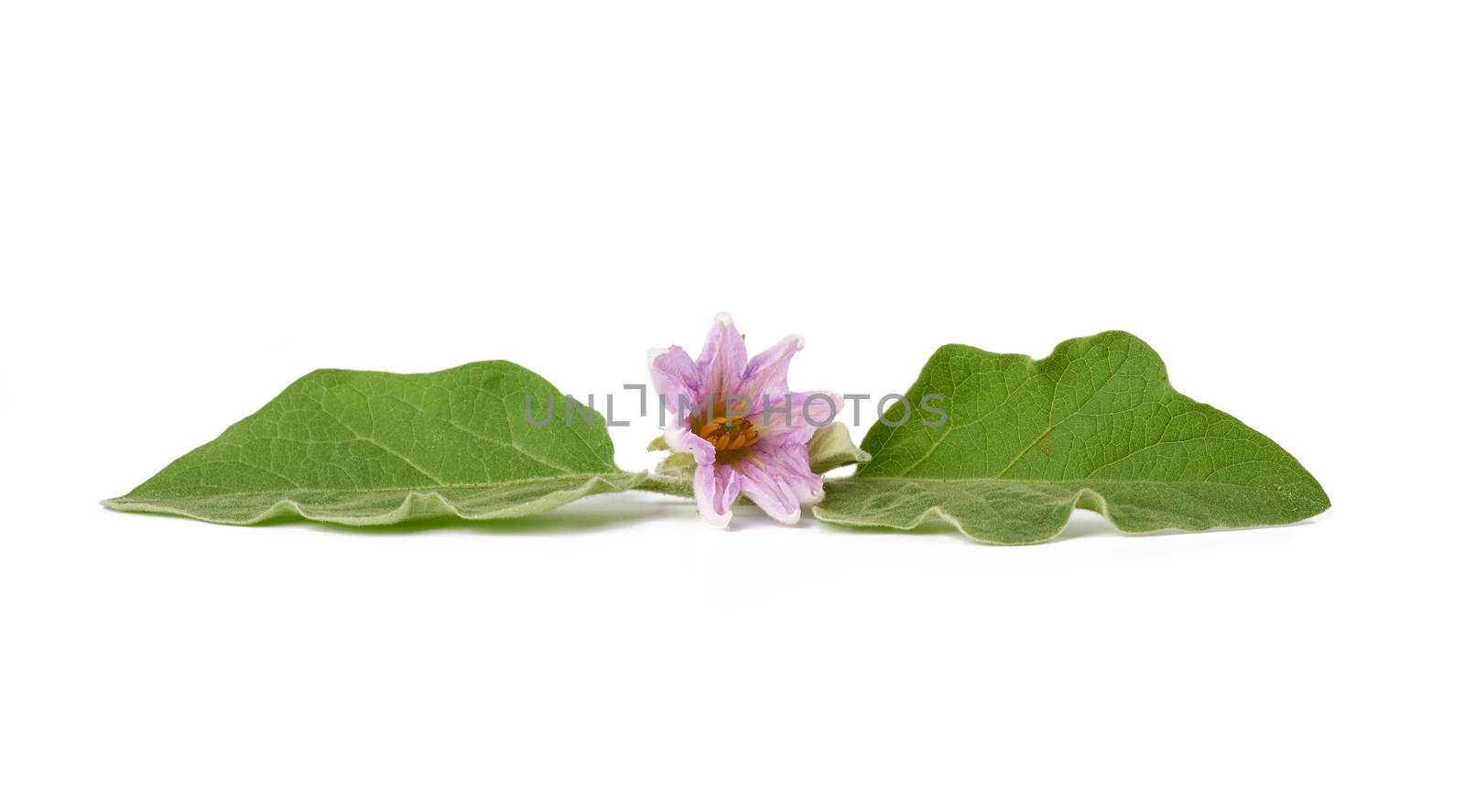fresh green leaf and purple flower eggplant isolated on a white background, close up