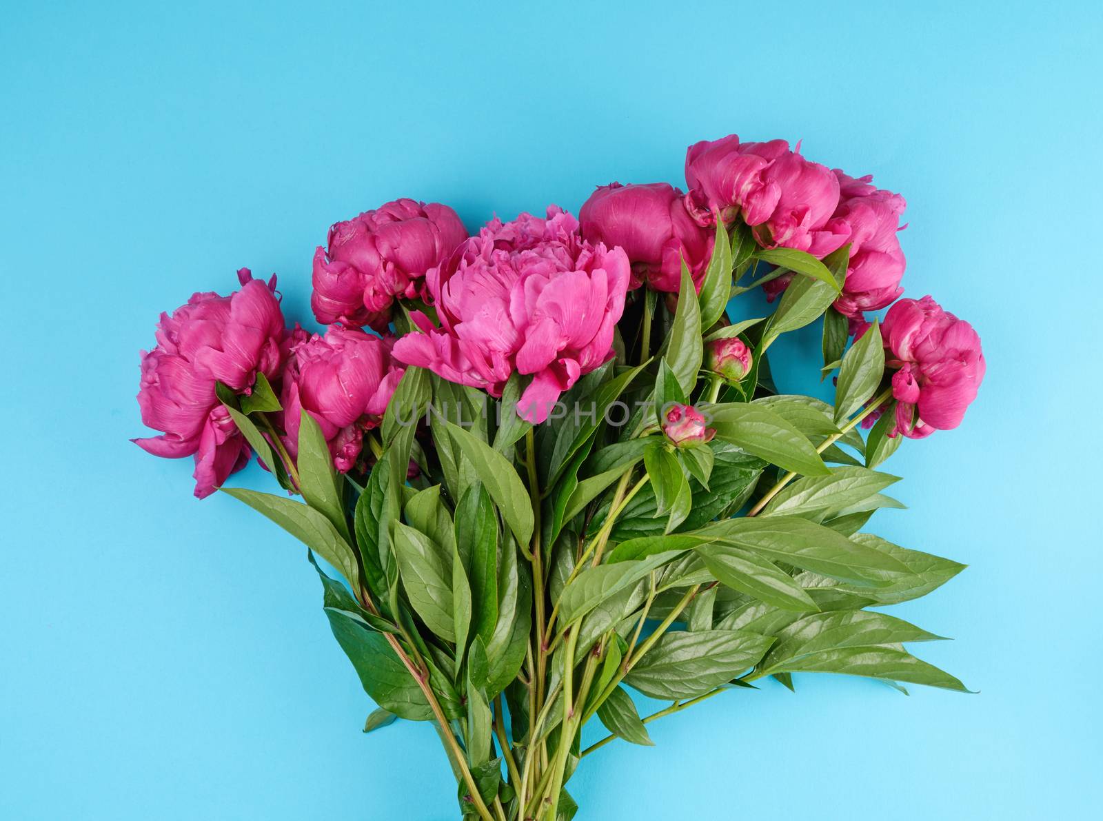 bouquet of red peonies with green leaves on a blue background, top view,