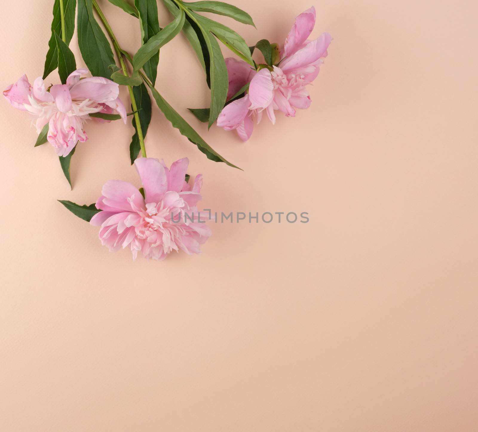 blooming pink peony buds on a peach background, empty space in the middle, top view