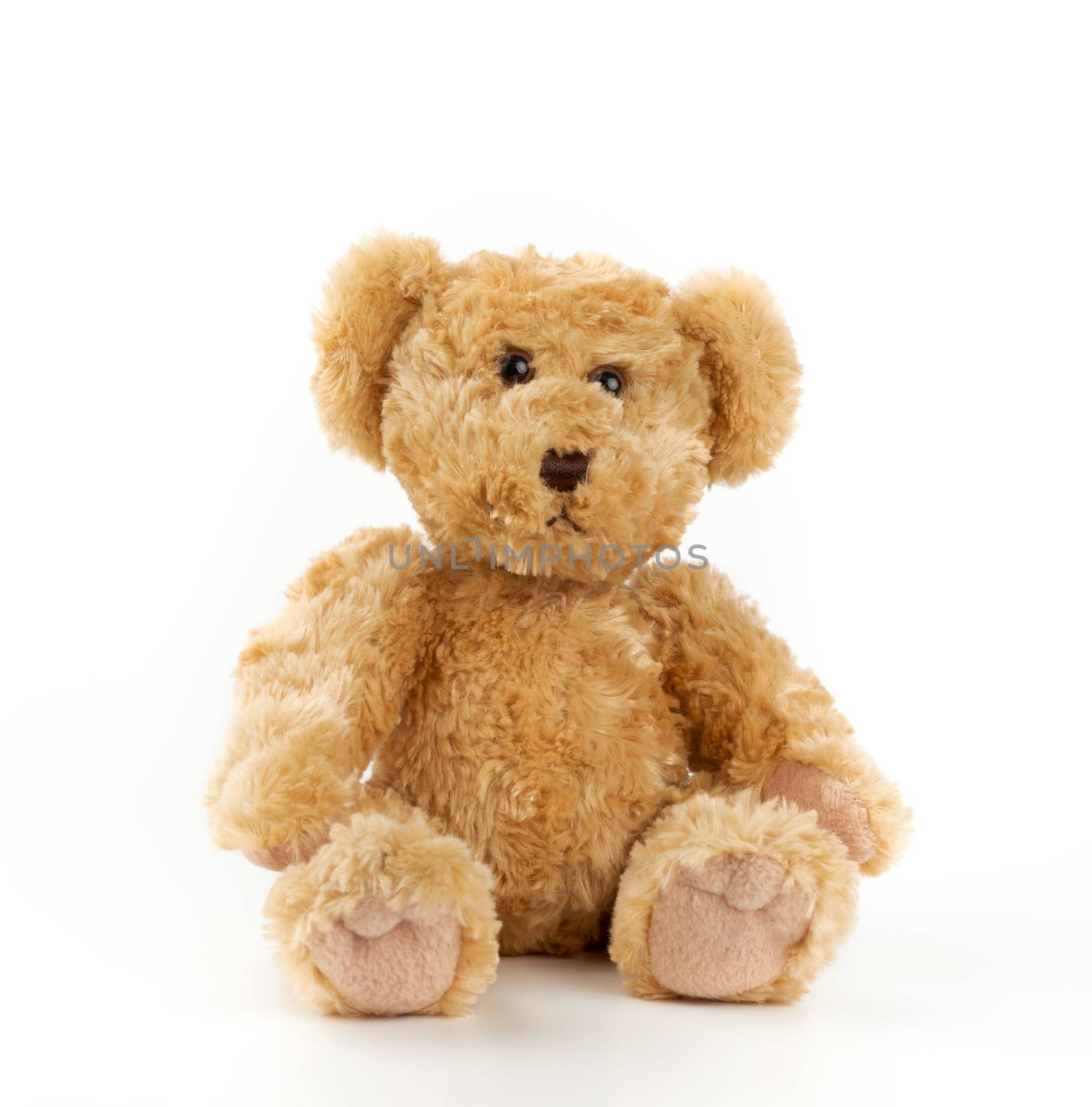 cute light brown fluffy teddy bear sitting on a white isolated b by ndanko