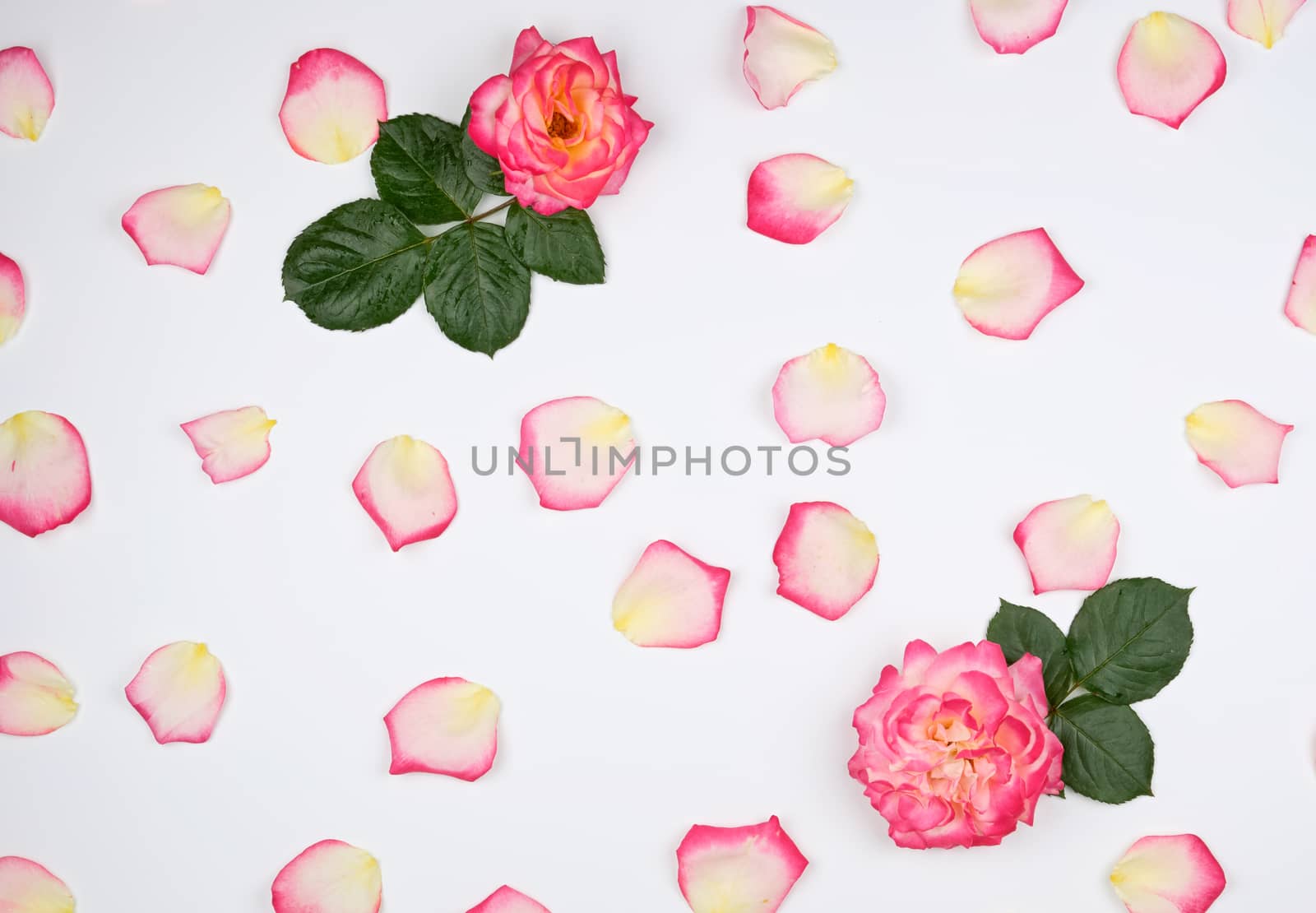 scattered chaotically pink petals on a white background, full frame, holiday backdrop 