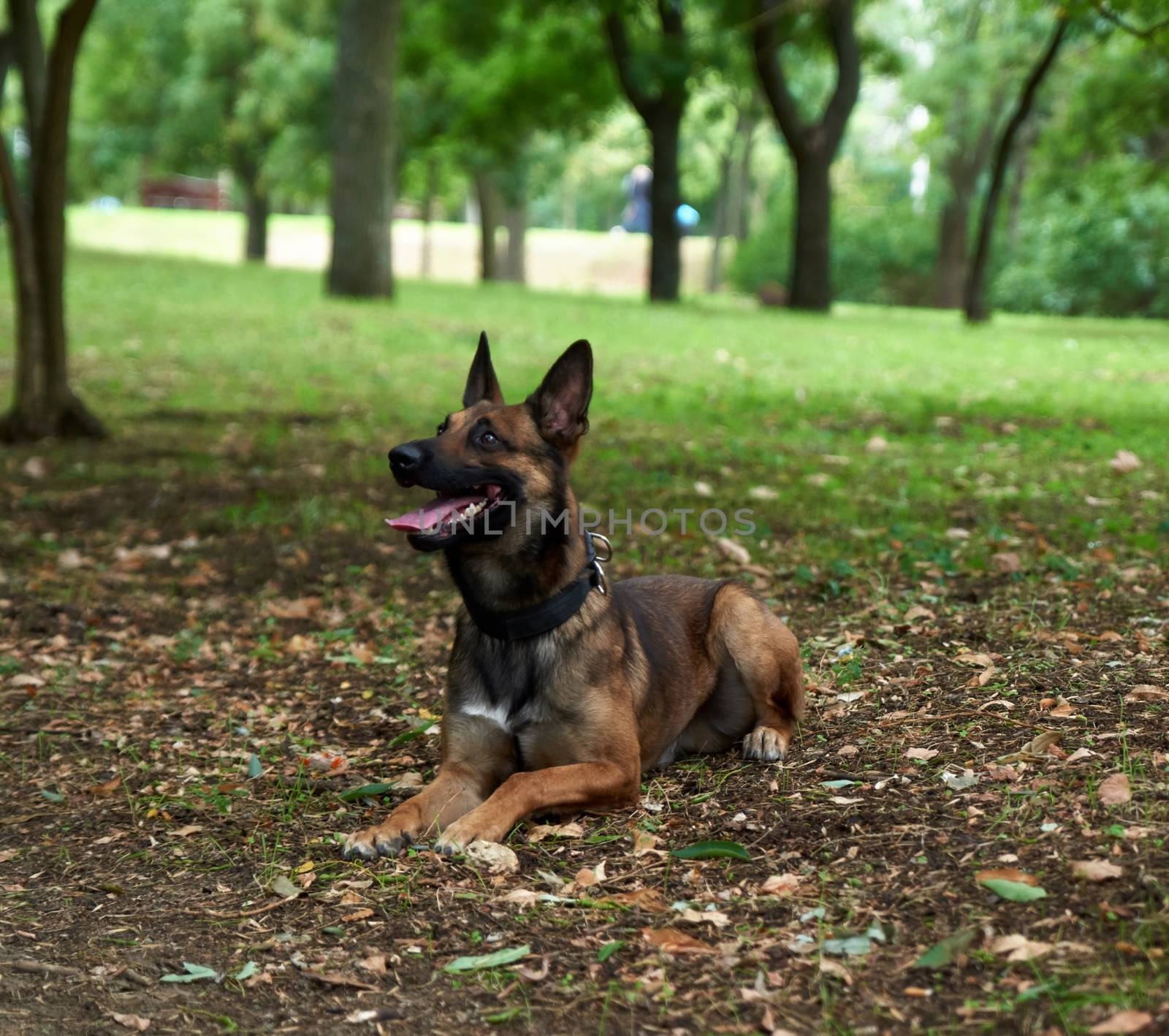 Belgian Shepherd Malinois lies on the green grass in the park and looks forward, tongue sticking out of the mouth