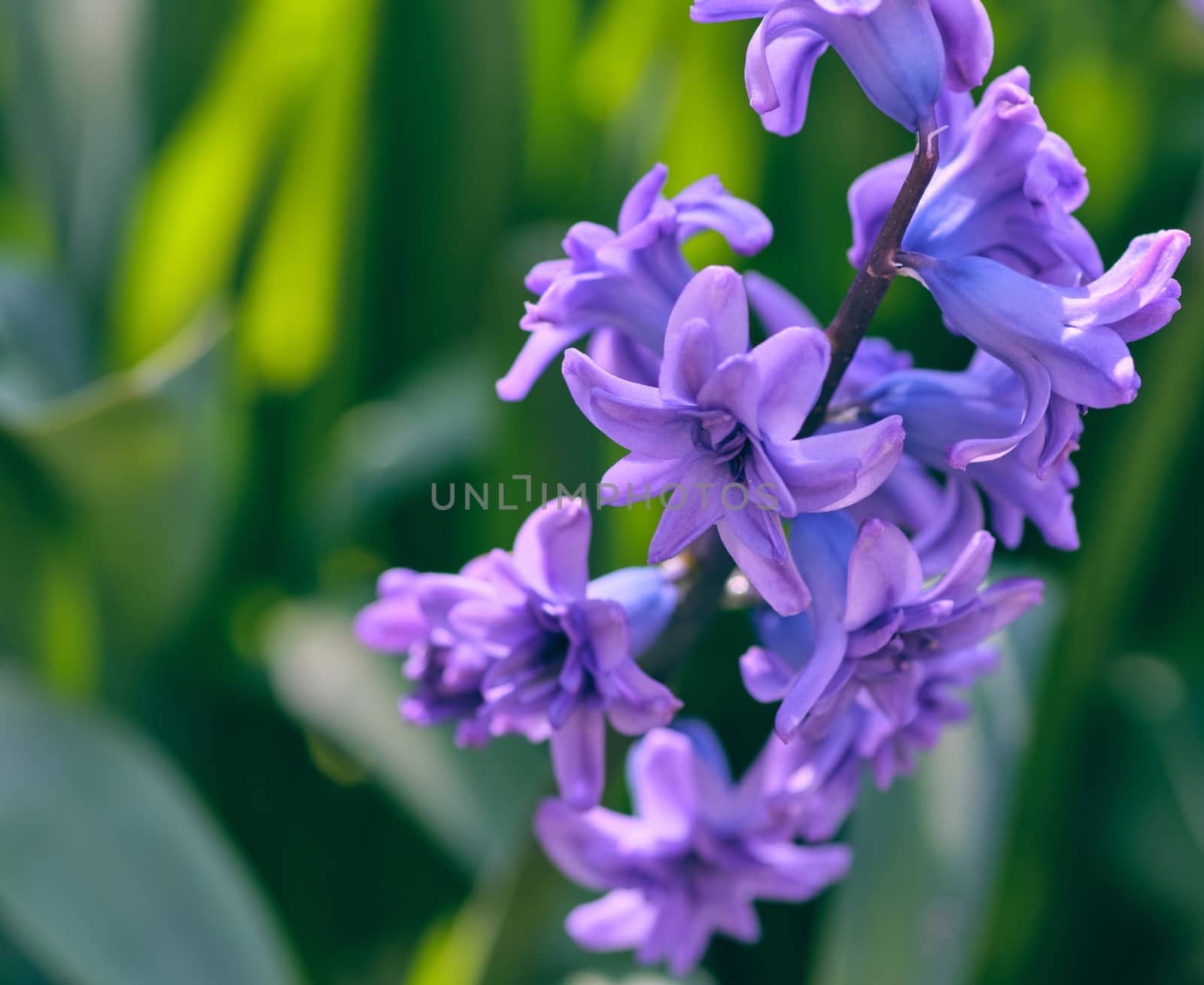 bouquet of blue blooming oriental hyacinth, spring flowers, close up, outdoor
