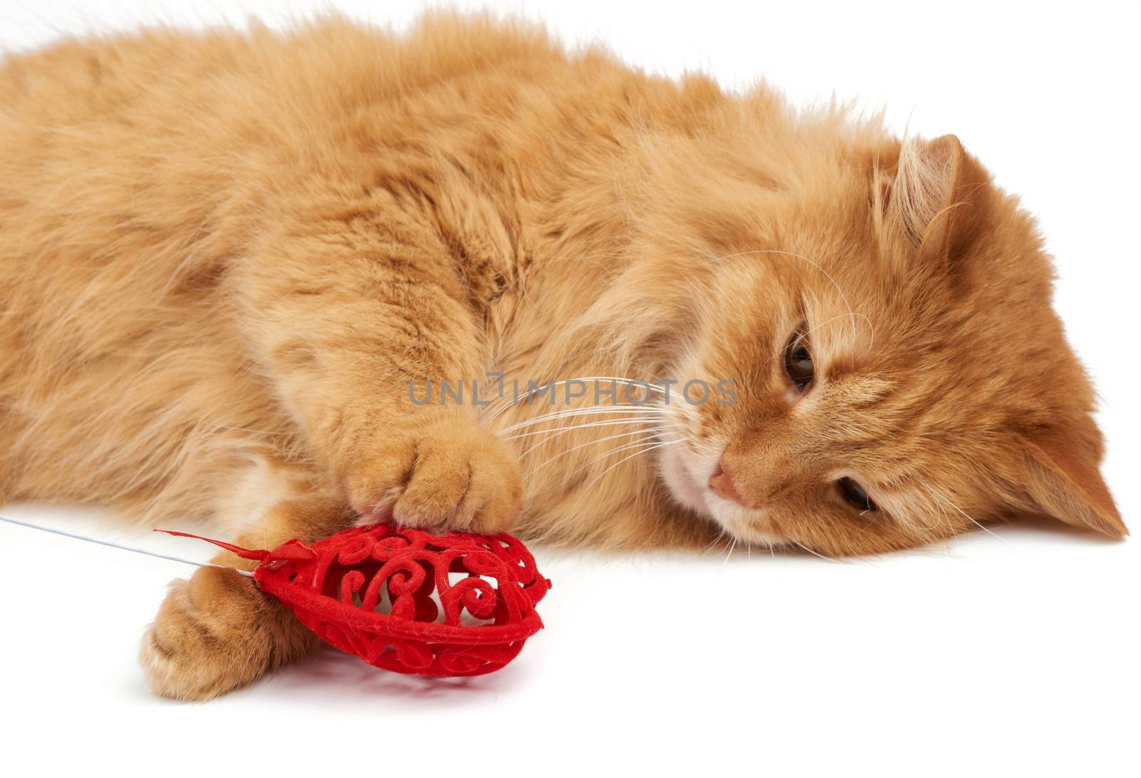 adult red-haired domestic cat lies on a white background and holds a red heart in its paws, cute face