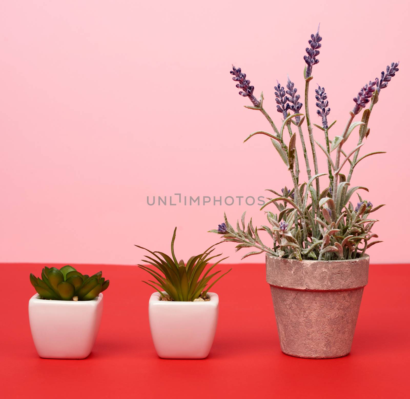 gray ceramic pot with a growing bush of lavender and two ceramic pots with plants on a red background, close up