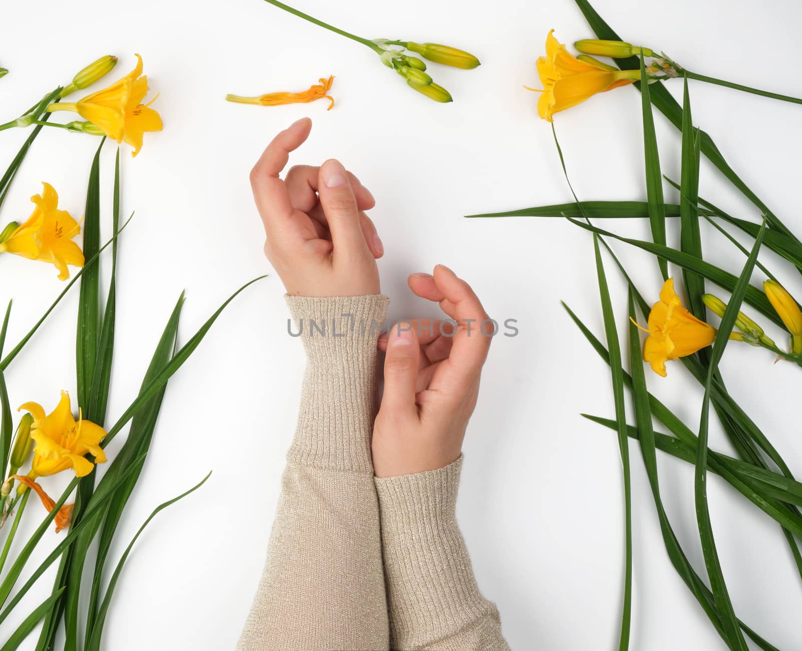 female hands and yellow blooming lilies on a white background, fashionable concept for hand skin care, anti-aging care, spa treatments, hands conditionally hold the subject