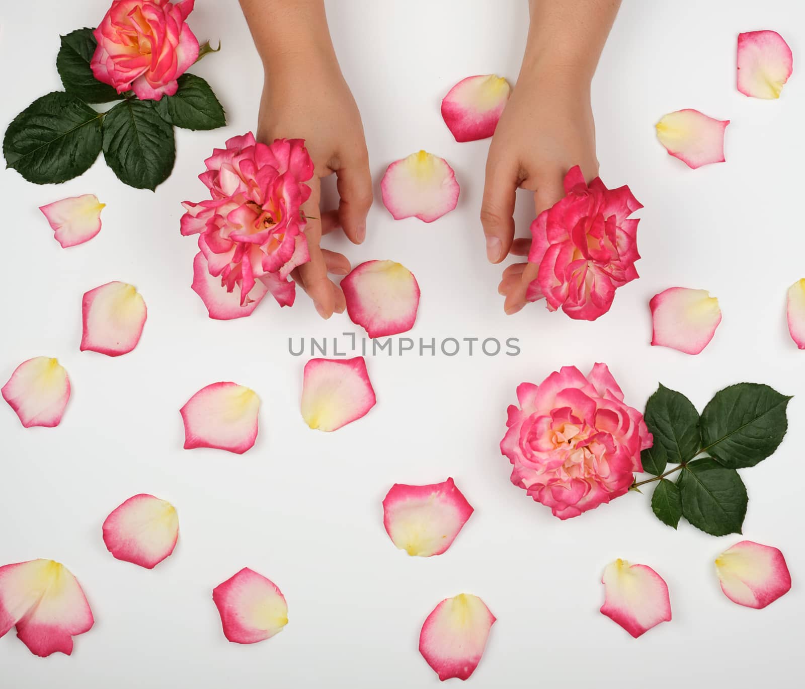two hands of a young girl with smooth skin and pink rose petals on a white background, top view,  fashionable concept for hand skin care, anti-aging care, spa treatments