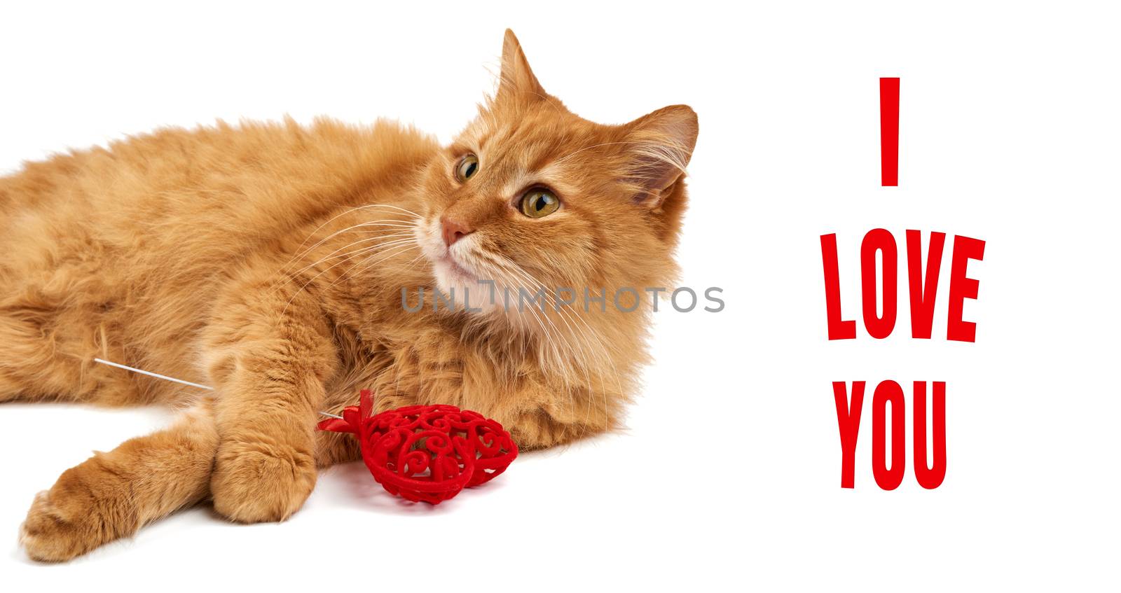 adult red-haired domestic cat lies on a white background and holds a red heart in its paws, cute face looks forward, valentine's day greeting card