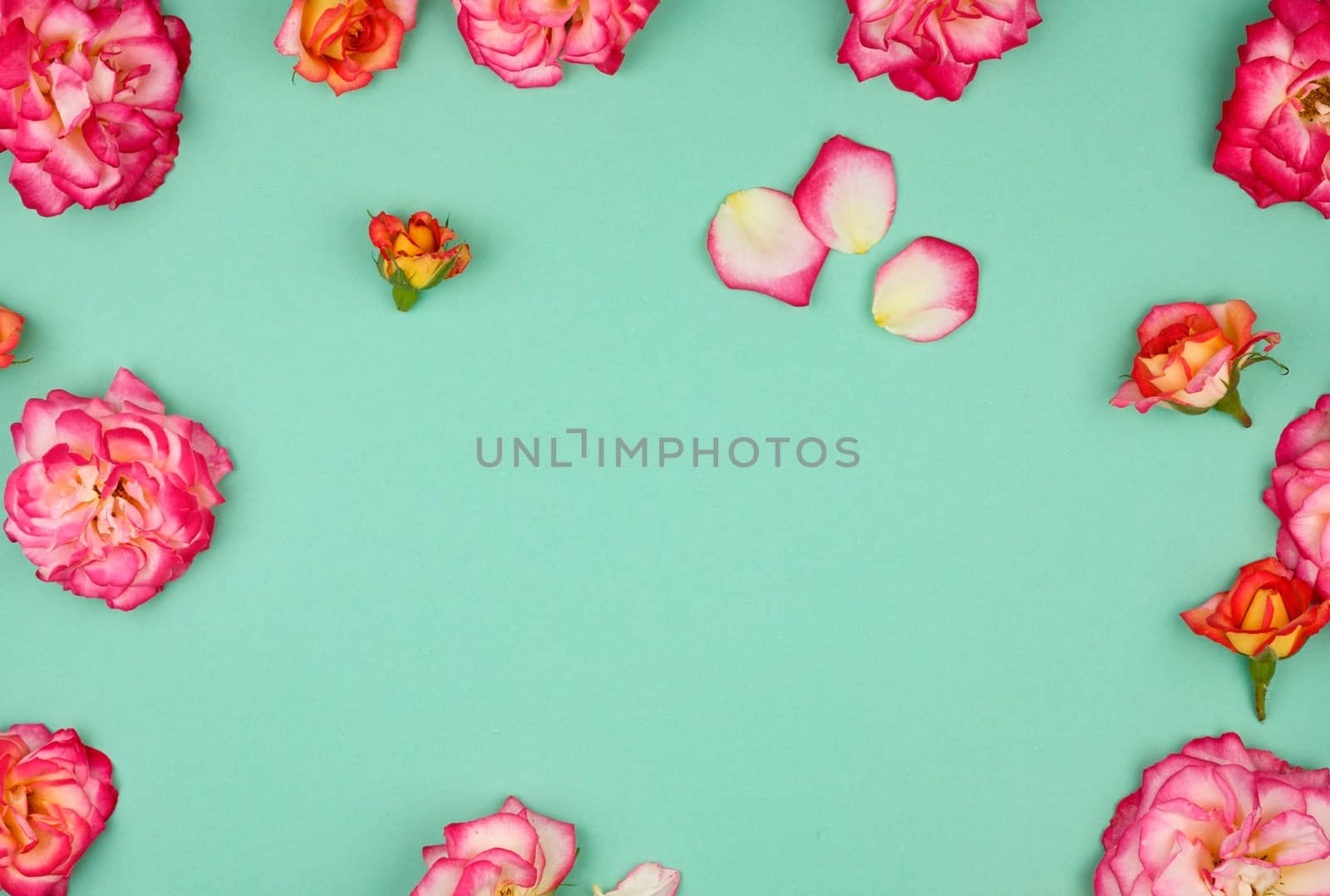 blooming buds of pink roses on a green background, copy space, flat lay, holiday background 