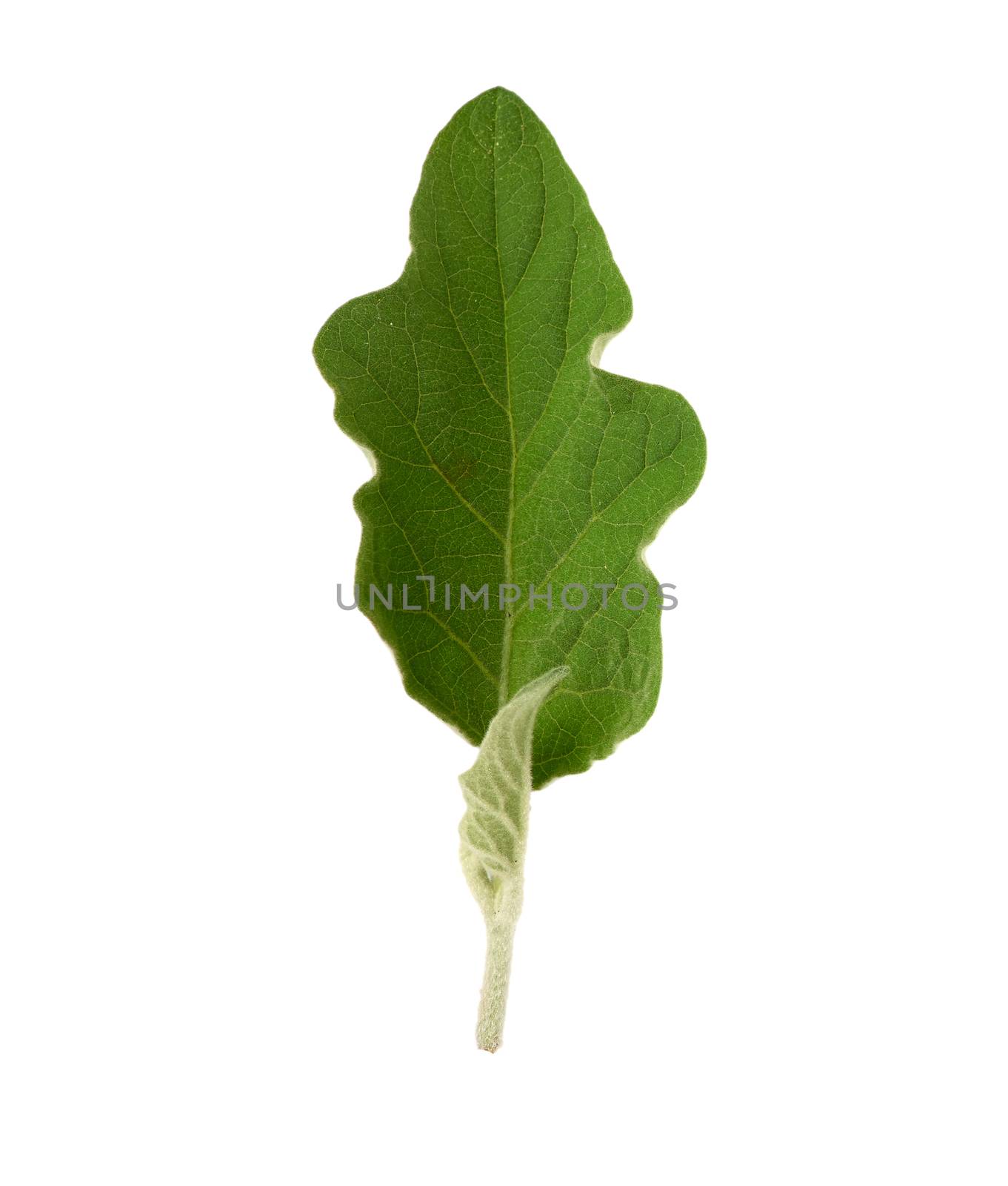 fresh green leaf eggplant isolated on a white background, close up