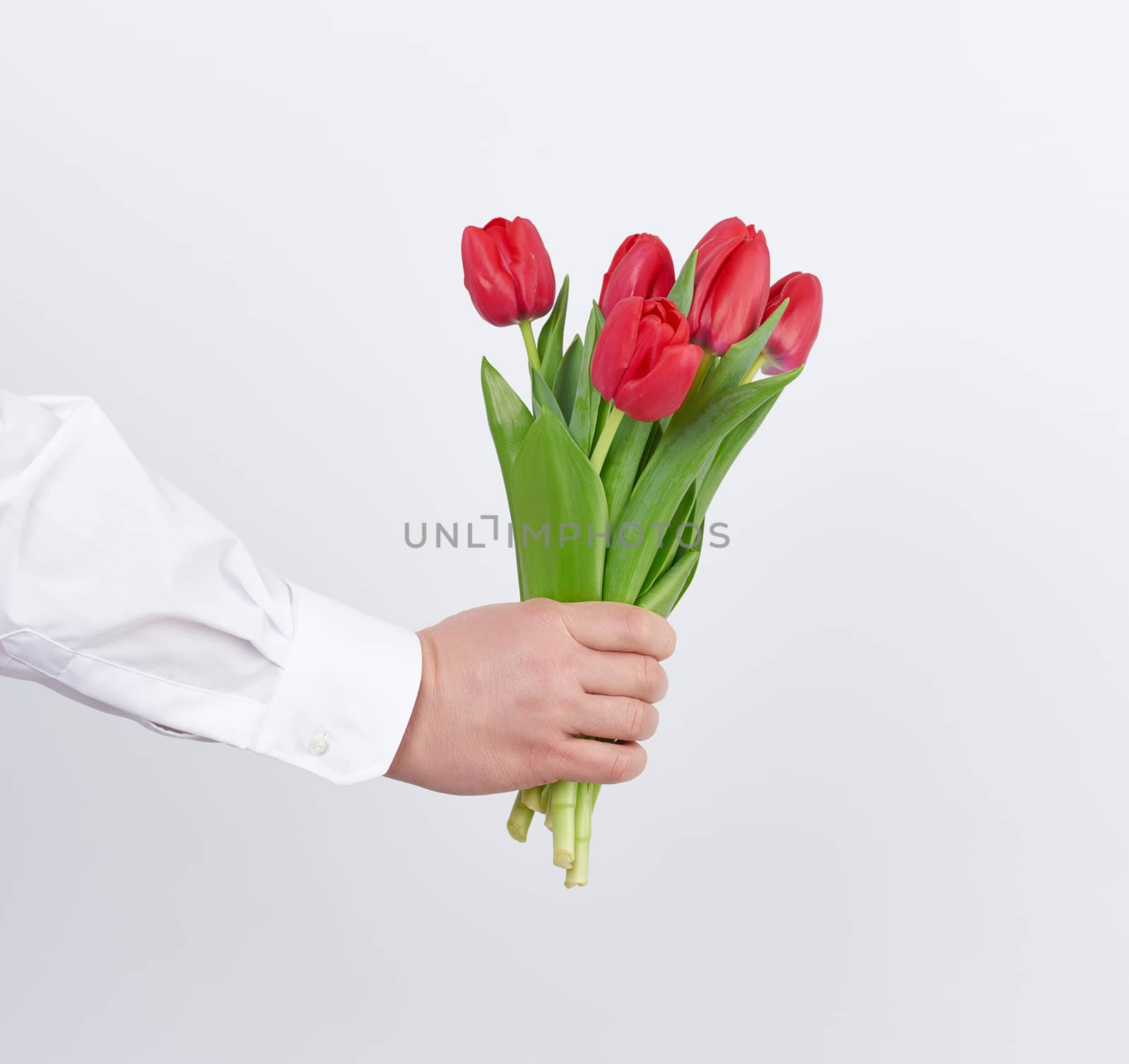 male hand in a white shirt holds a bouquet of red blooming tulips on a white background, concept of a holiday greetings, date, surprise