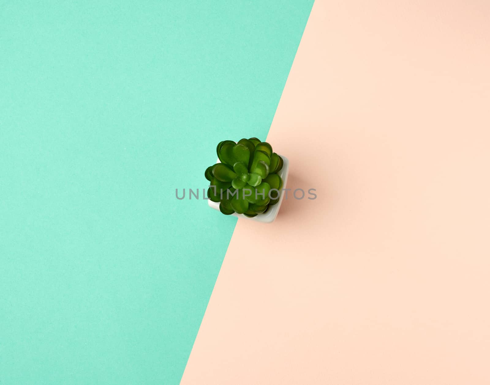 white ceramic pot with plant on a green beige background, copy space, top view