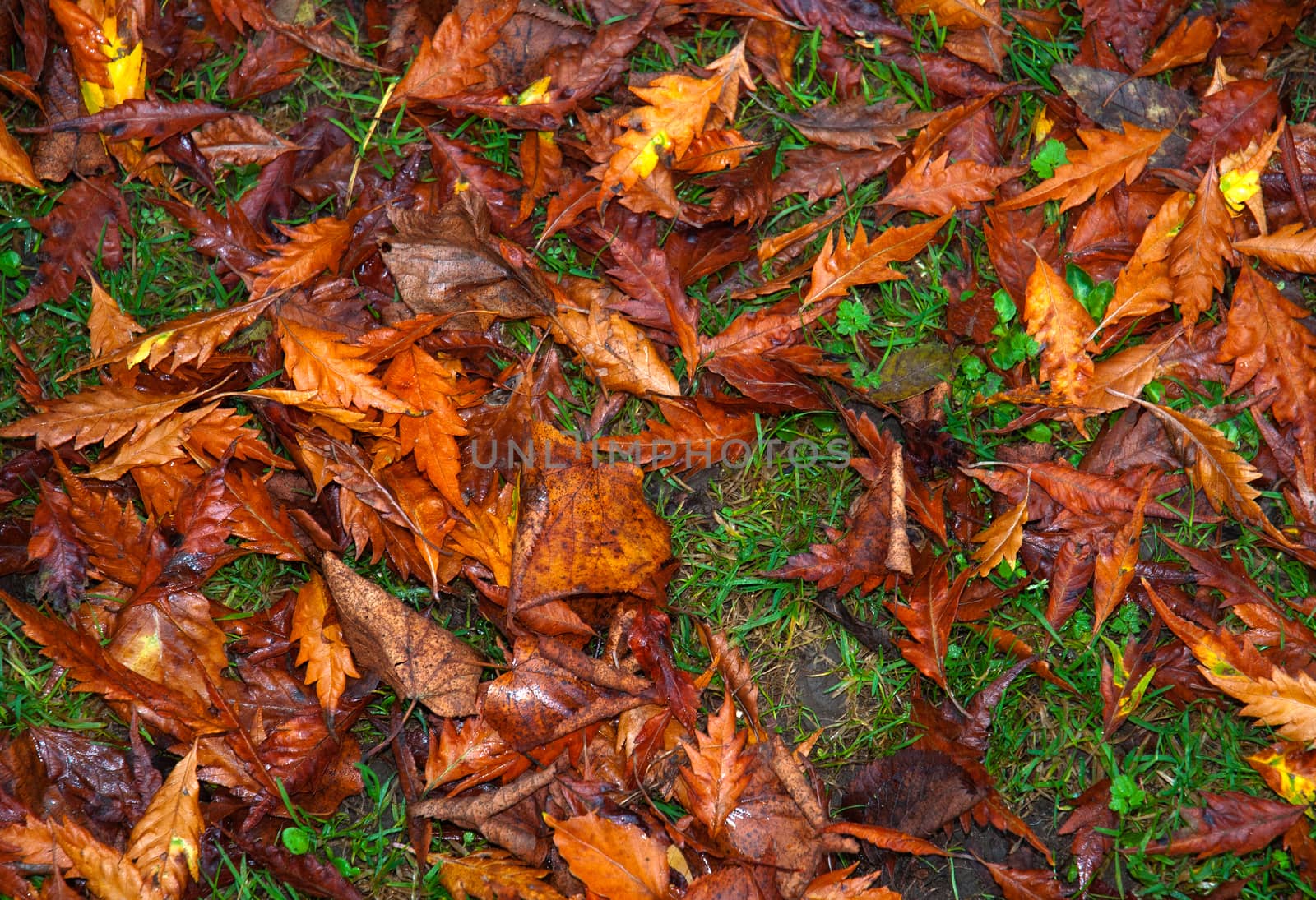 Autumn leaves on the grass