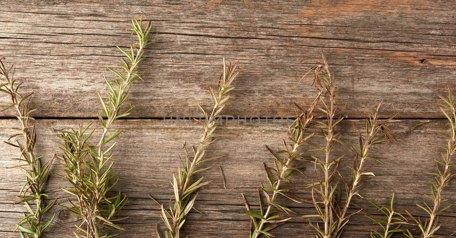 fresh green sprigs of rosemary tied with a brown rope and lie on a gray wooden table from old boards, top view, aromatic spice