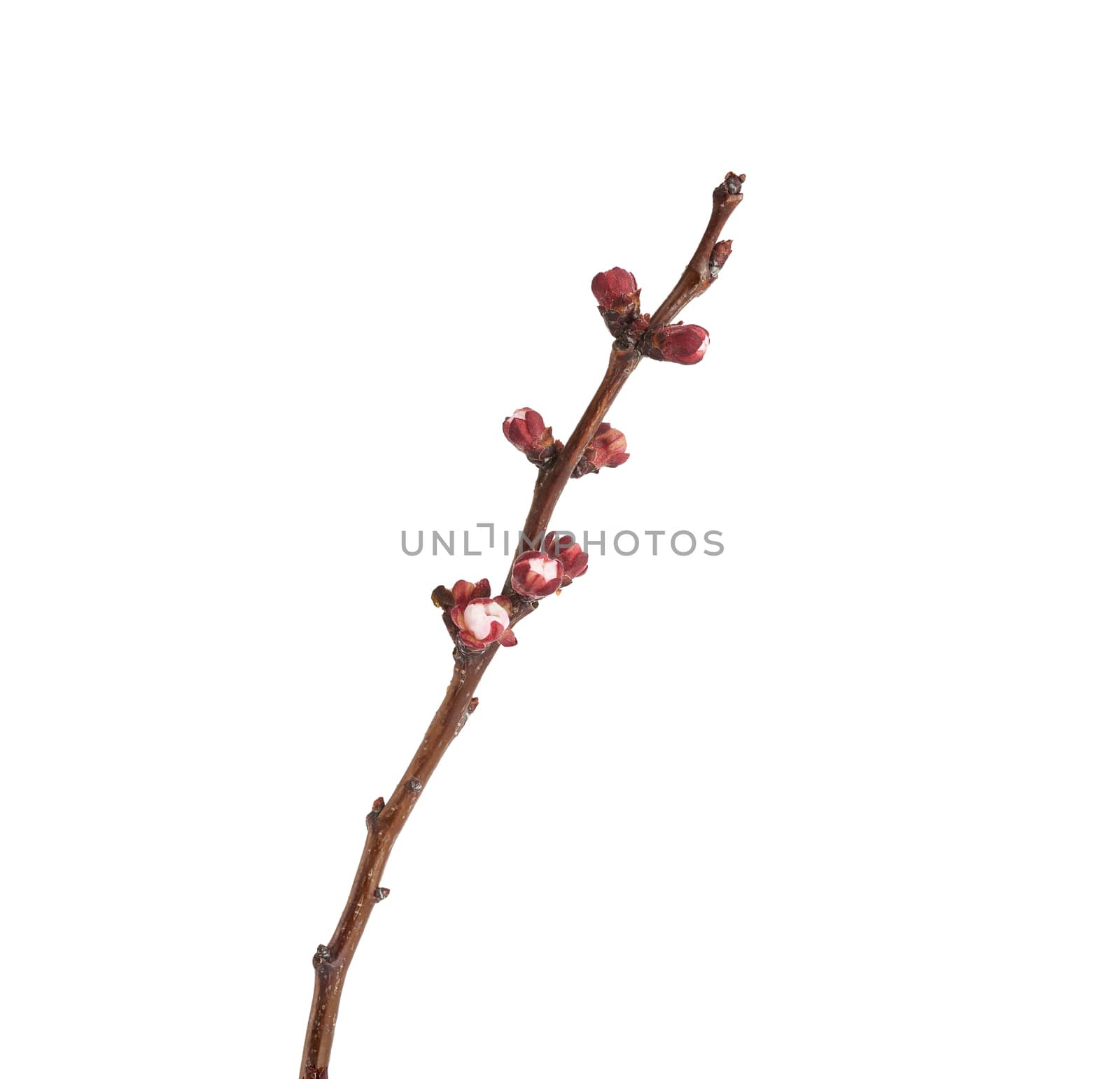 apricot tree branch with unblown flower buds isolated on white background, close up