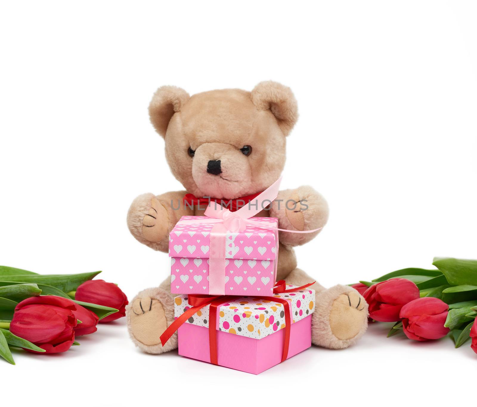 cute brown teddy bear holds in his paw a bouquet of red tulips next to a wrapped gift, festive birthday backdrop, Valentine's day, anniversary.  isolated on a white background