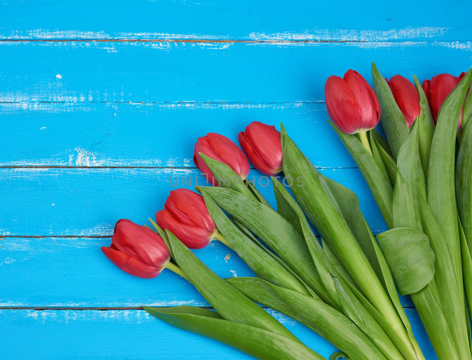 bouquet of red blooming tulips with green stems and leaves, flowers lie on a blue wooden background, top view, copy space