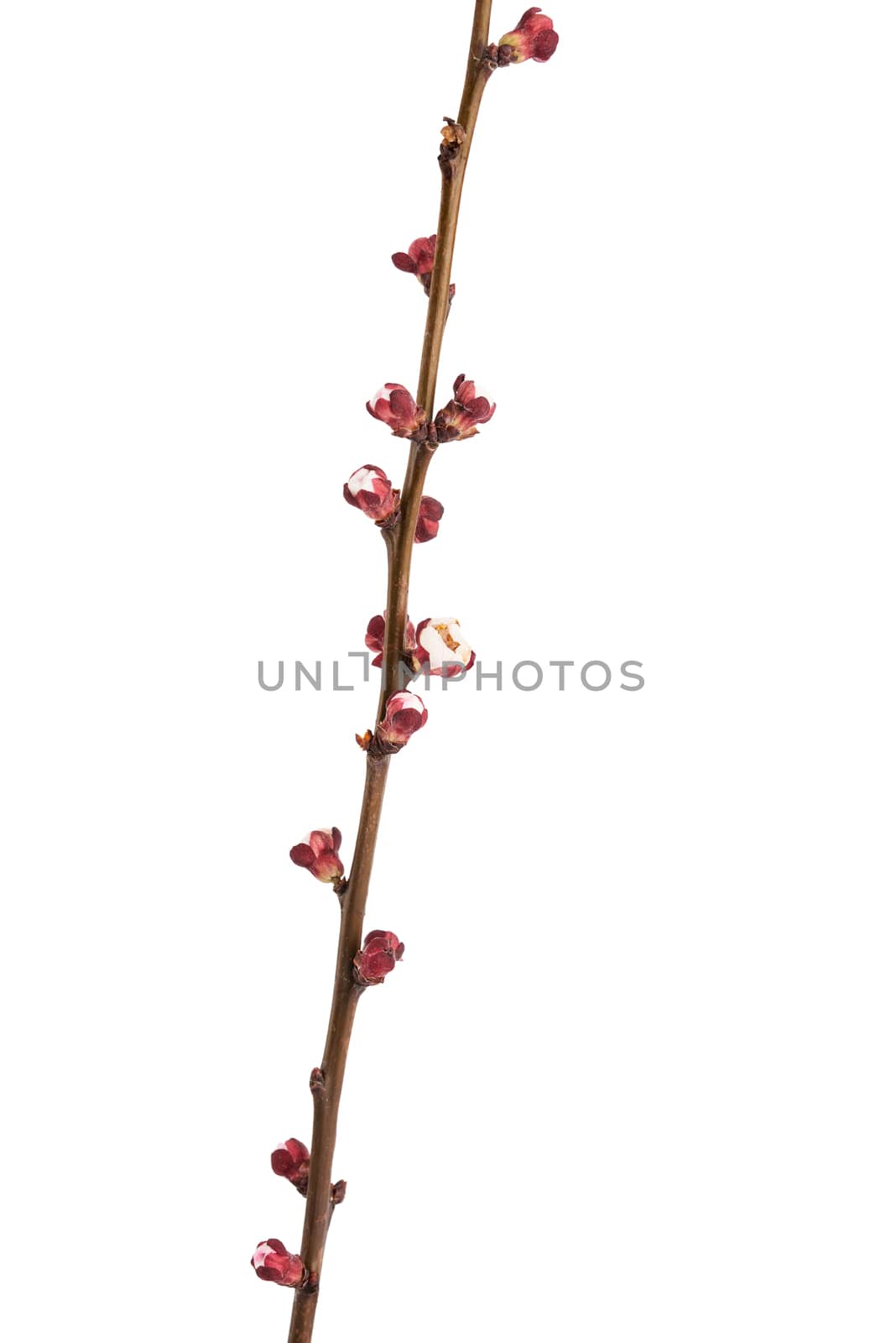 apricot tree branch with unblown flower buds isolated on white background, close up