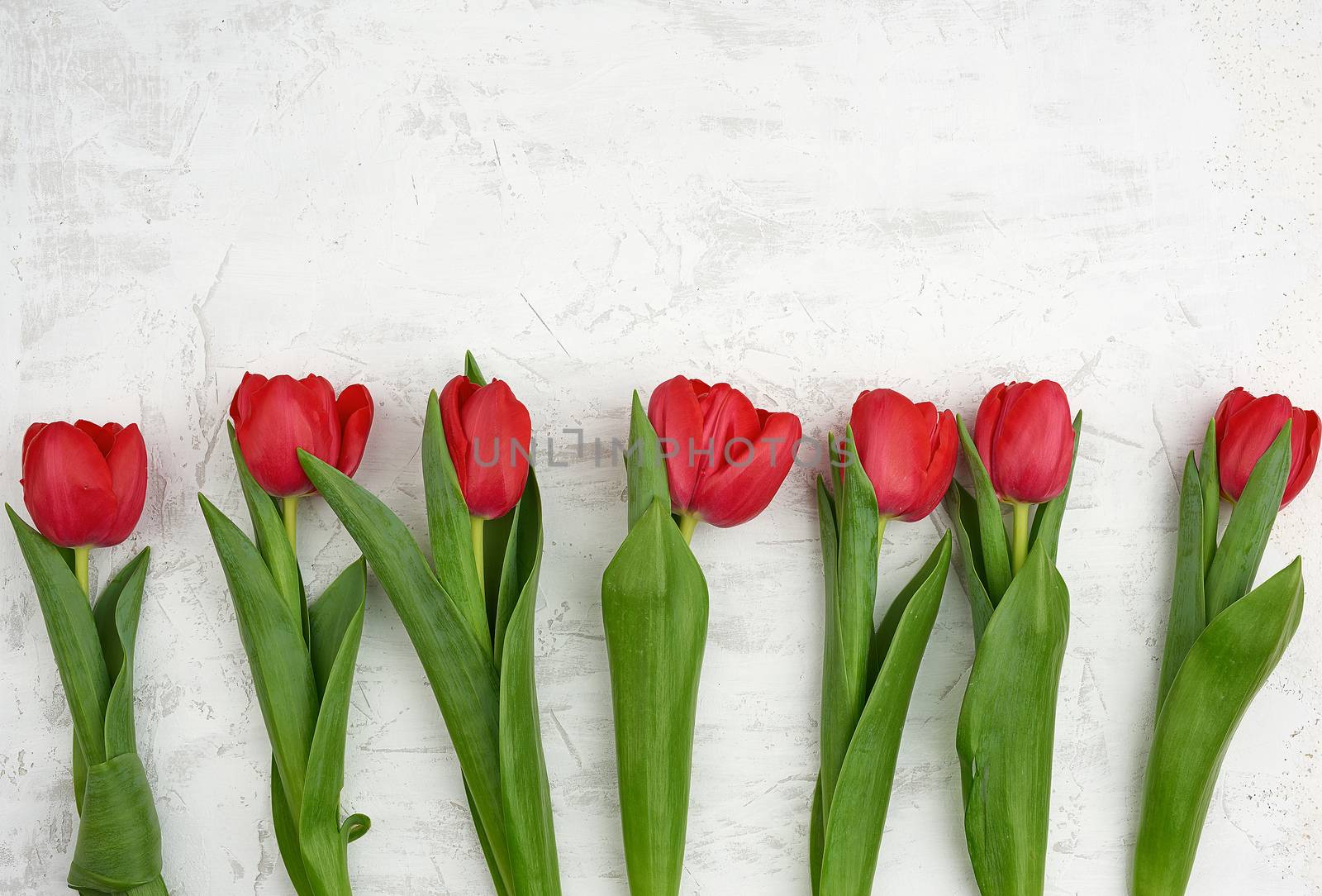 bouquet of red blooming tulips with green stems and leaves on a white cement background. Festive backdrop for birthday, Valentine's day, anniversary