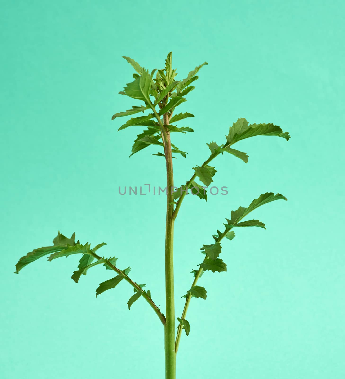 young sprout of green growing arugula on green background, close up