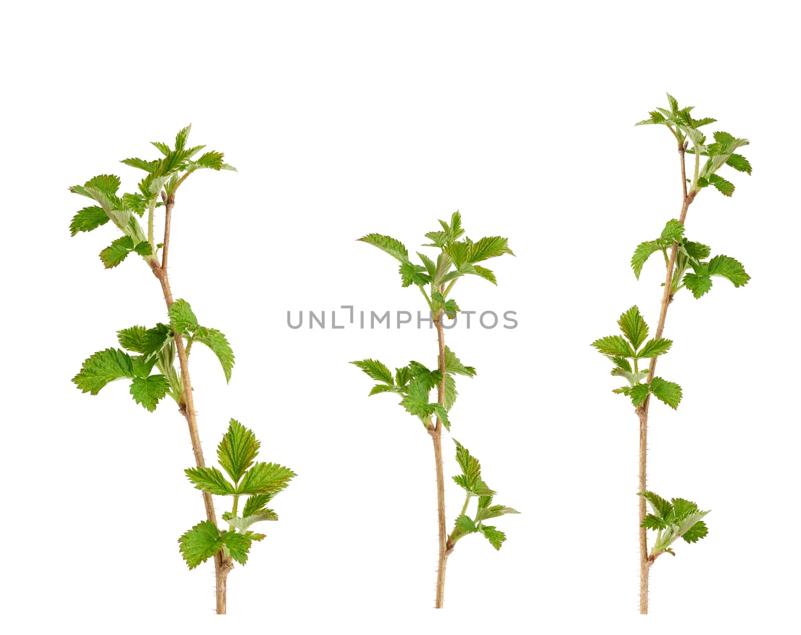 young raspberry sprout with brown branch and green leaves isolated on white background, growing plant, set