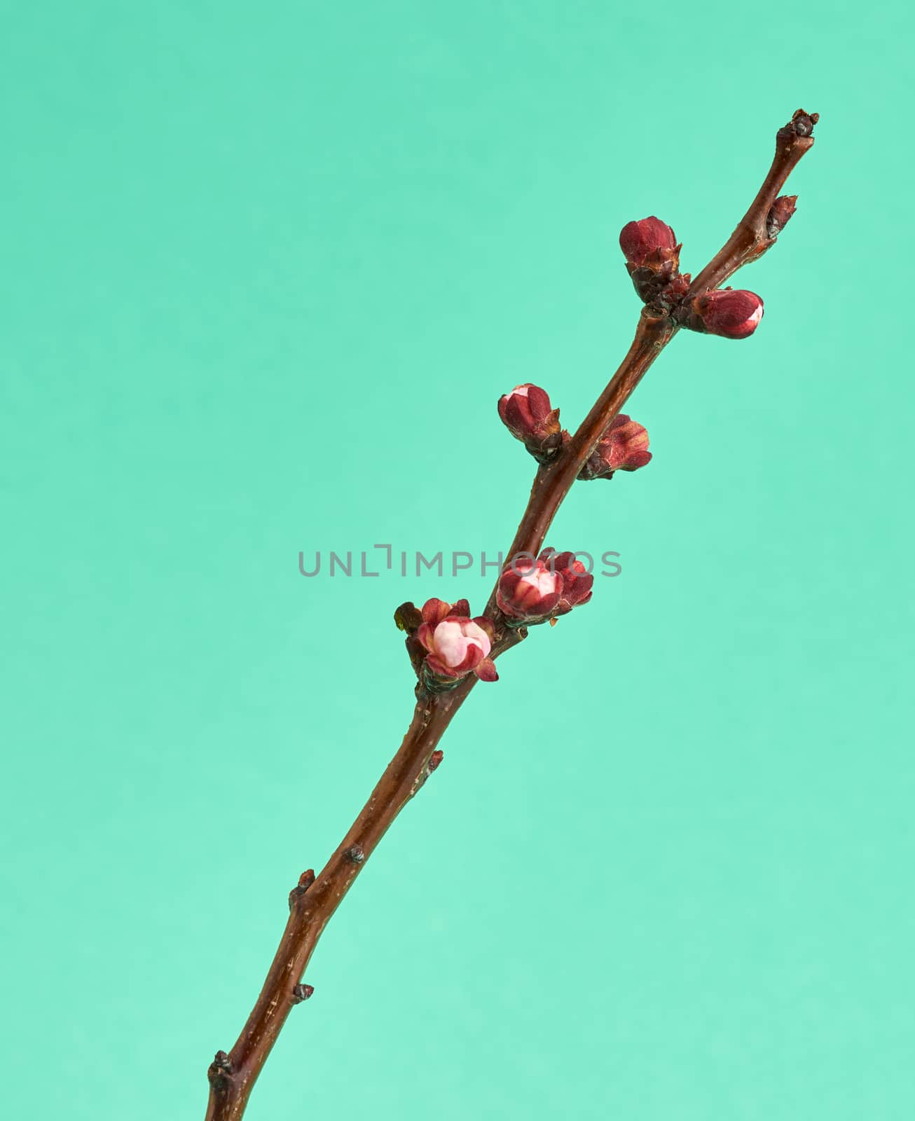apricot tree branch with unblown flower buds  on a green background, close up