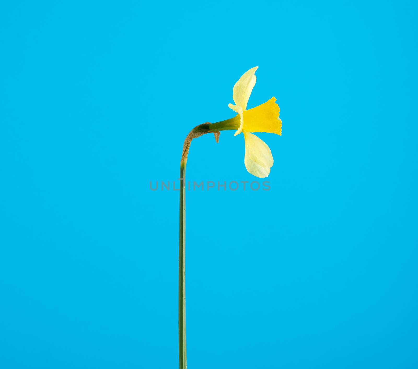 blooming yellow daffodil bud on a blue background, spring flower, close up