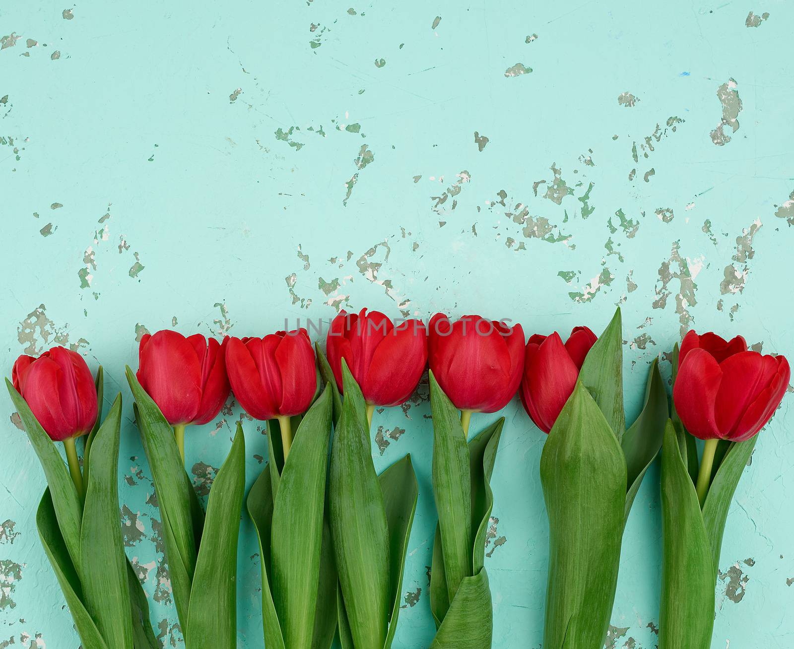 bouquet of red blooming tulips with green stems and leaves on a green cement background. Festive backdrop for birthday, Valentine's day, anniversary