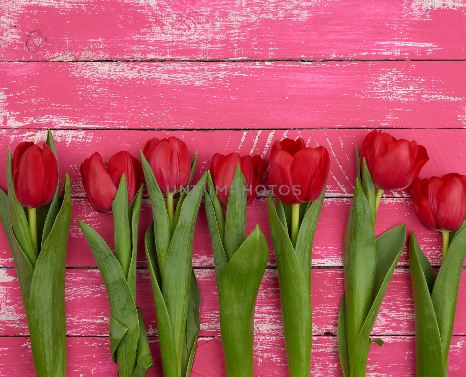 bouquet of red blooming tulips with green stems and leaves, flowers lie on a pink wooden background, top view