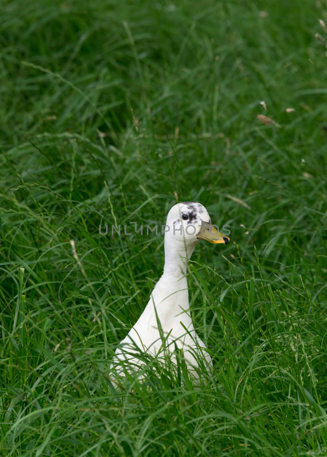Duckling in Grass