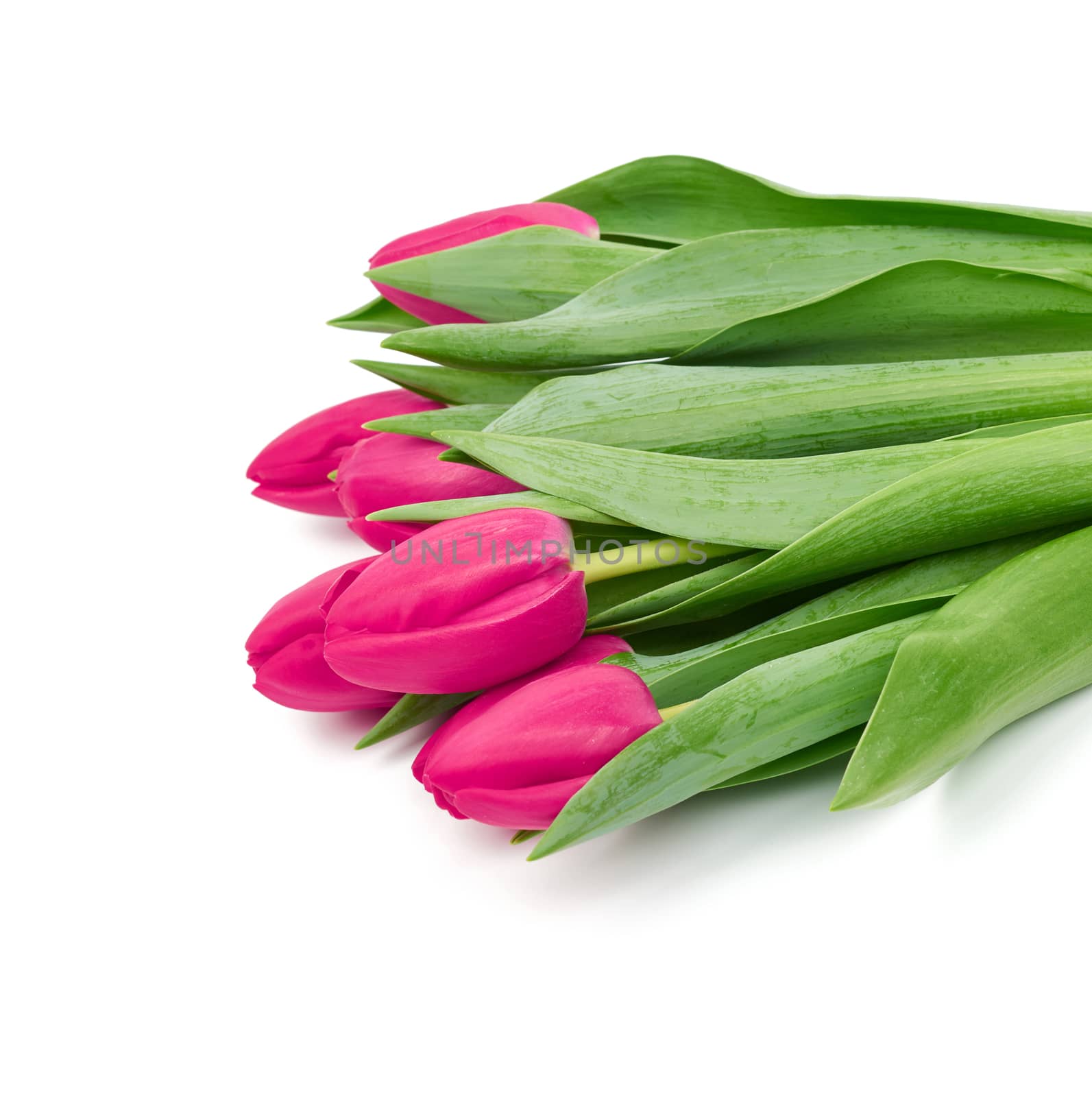 blooming red tulips with green leaves and stem isolated on white background, spring flowers, element for designer, flowers are in the corner