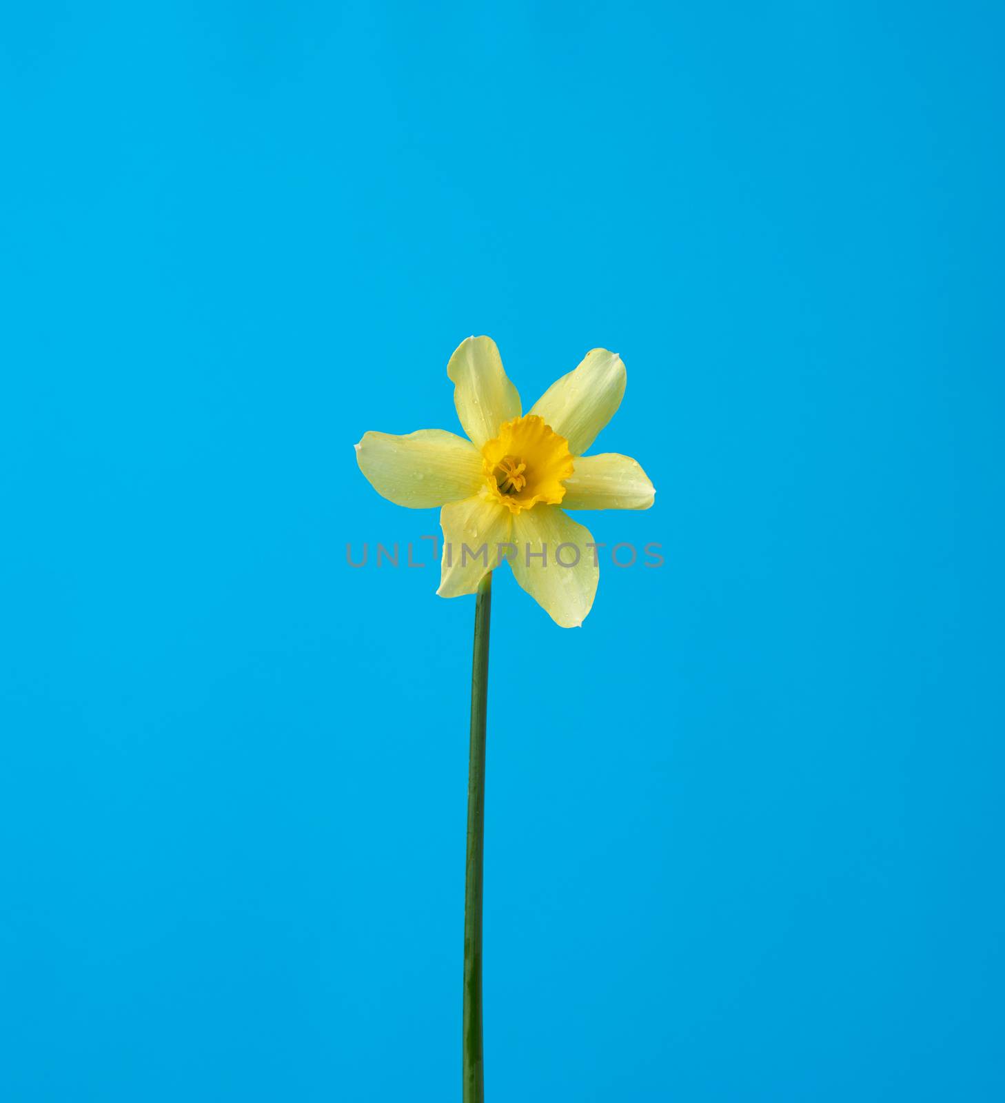 blooming yellow daffodil bud on a blue background, spring flower, close up